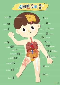시멘토 학습벽보 신비한 우리 몸